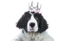 dog-with-crown-600x400